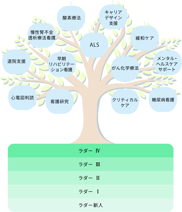 ブラッシュアップ研修の看護分野とクリニカルラダー