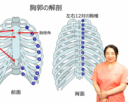 胸郭と肺 解剖