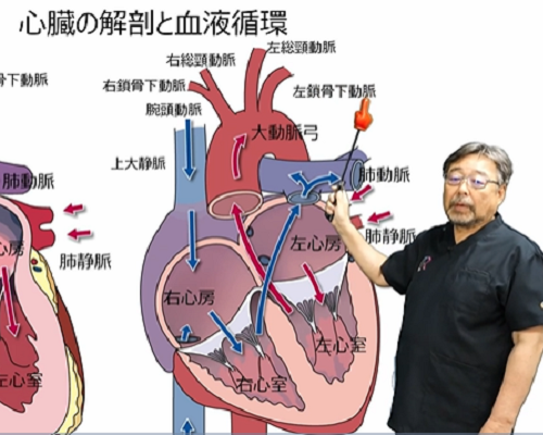 心血管系 解剖・イグザミネーション