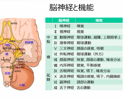 神経系 解剖・イグザミネーション（2）
